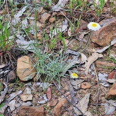 Leucochrysum albicans subsp. tricolor at Goulburn, NSW - 16 Oct 2024