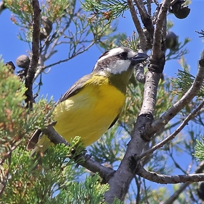 Falcunculus frontatus at Copeton, NSW - 9 Oct 2024 by MichaelWenke