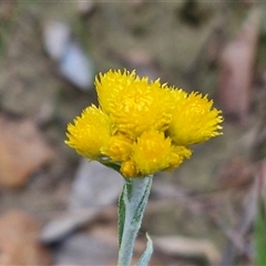 Chrysocephalum apiculatum (Common Everlasting) at Goulburn, NSW - 16 Oct 2024 by trevorpreston