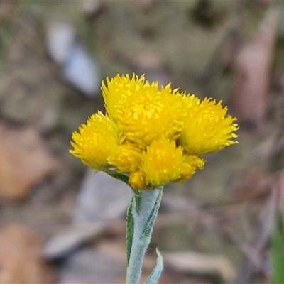 Chrysocephalum apiculatum (Common Everlasting) at Goulburn, NSW - 16 Oct 2024 by trevorpreston