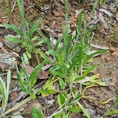 Chrysocephalum apiculatum at Goulburn, NSW - 16 Oct 2024