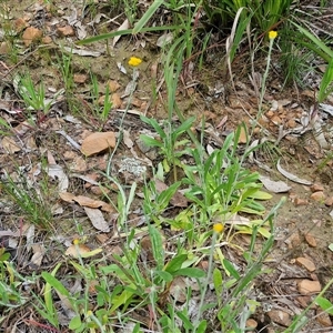 Chrysocephalum apiculatum at Goulburn, NSW - 16 Oct 2024 04:29 PM