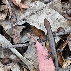 Lampropholis guichenoti (Common Garden Skink) at Goulburn, NSW - 16 Oct 2024 by trevorpreston