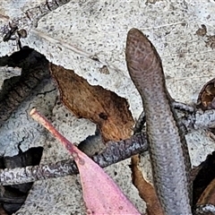 Lampropholis guichenoti at Goulburn, NSW - 16 Oct 2024