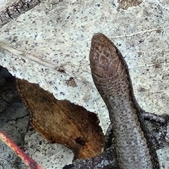 Lampropholis guichenoti at Goulburn, NSW - 16 Oct 2024