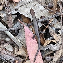 Lampropholis guichenoti at Goulburn, NSW - 16 Oct 2024