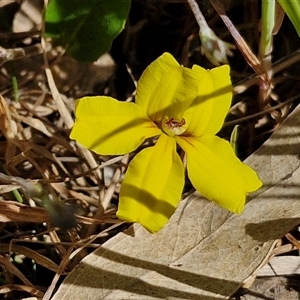 Goodenia hederacea subsp. hederacea at Goulburn, NSW - 16 Oct 2024