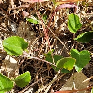 Goodenia hederacea subsp. hederacea at Goulburn, NSW - 16 Oct 2024