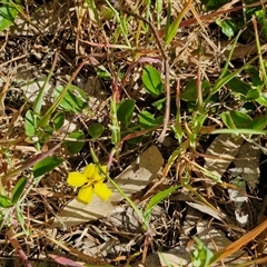 Goodenia hederacea subsp. hederacea at Goulburn, NSW - 16 Oct 2024