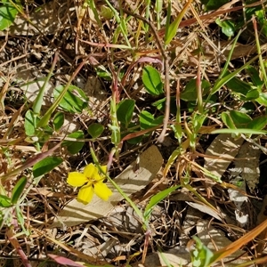 Goodenia hederacea subsp. hederacea at Goulburn, NSW - 16 Oct 2024