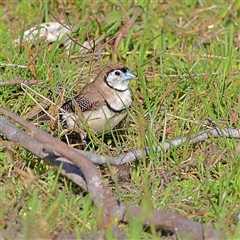 Stizoptera bichenovii (Double-barred Finch) at Copeton, NSW - 10 Oct 2024 by MichaelWenke