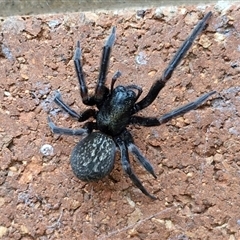 Badumna insignis (Black House Spider) at Lyneham, ACT - 15 Oct 2024 by trevorpreston