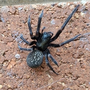 Badumna insignis at Lyneham, ACT - 15 Oct 2024 07:59 AM