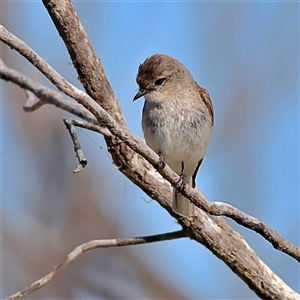 Microeca fascinans at Copeton, NSW - 10 Oct 2024