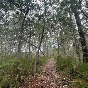 Unidentified Other Tree at Dunbogan, NSW by Nette