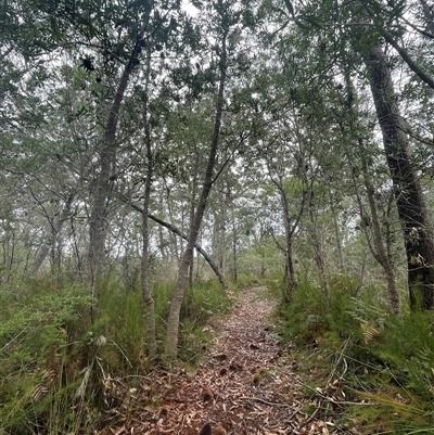 Unidentified Other Tree at Dunbogan, NSW - 13 Oct 2024 by Nette