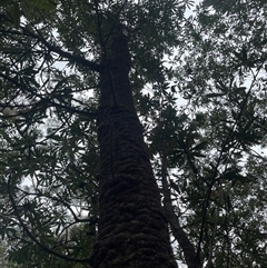 Unverified at suppressed - suppressed