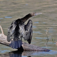 Phalacrocorax sulcirostris at Copeton, NSW - 9 Oct 2024 by MichaelWenke