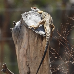 Pogona barbata (Eastern Bearded Dragon) at Kambah, ACT - 16 Oct 2024 by LineMarie