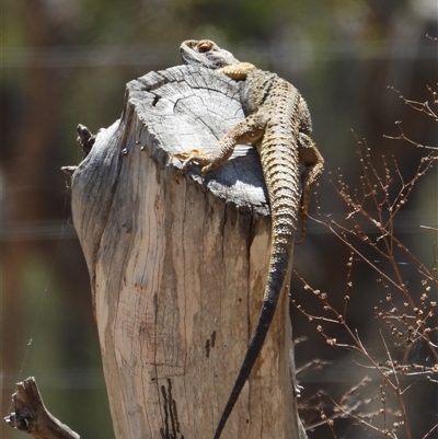 Pogona barbata at Kambah, ACT - 16 Oct 2024 by LinePerrins