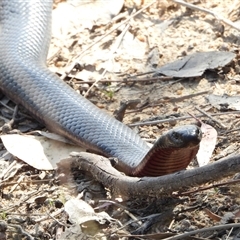 Pseudechis porphyriacus (Red-bellied Black Snake) at Kambah, ACT - 16 Oct 2024 by LineMarie