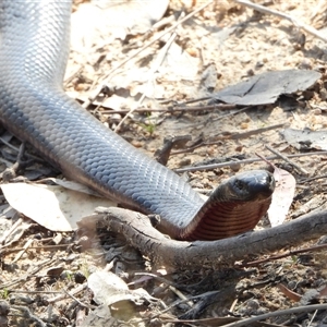 Pseudechis porphyriacus at Kambah, ACT - 16 Oct 2024