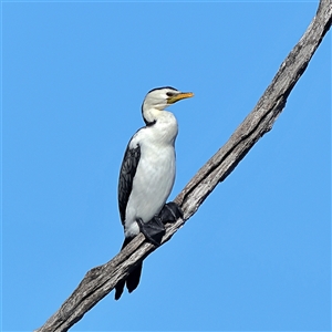 Microcarbo melanoleucos at Copeton, NSW by MichaelWenke