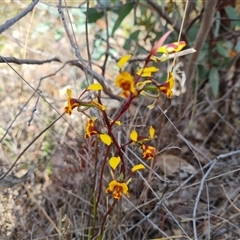 Diuris semilunulata (Late Leopard Orchid) at Fadden, ACT - 16 Oct 2024 by Mike