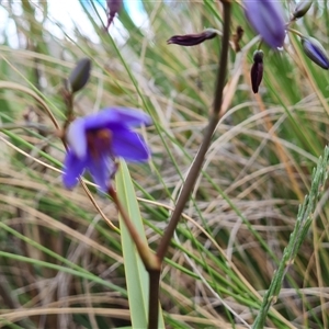 Dianella revoluta var. revoluta at Isaacs, ACT - 16 Oct 2024