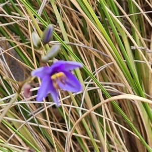 Dianella revoluta var. revoluta at Isaacs, ACT - 16 Oct 2024