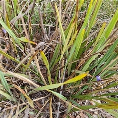 Dianella revoluta var. revoluta at Isaacs, ACT - 16 Oct 2024 04:50 PM