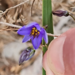 Dianella revoluta var. revoluta at Isaacs, ACT - 16 Oct 2024