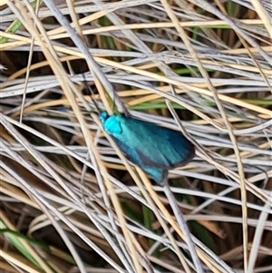 Pollanisus viridipulverulenta at Fadden, ACT - 16 Oct 2024