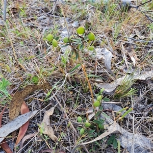 Hovea heterophylla at Farrer, ACT - 16 Oct 2024