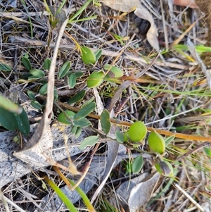 Hovea heterophylla at Farrer, ACT - 16 Oct 2024