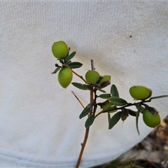 Hovea heterophylla at Farrer, ACT - 16 Oct 2024 04:11 PM