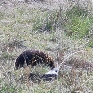 Tachyglossus aculeatus at Farrer, ACT - 16 Oct 2024