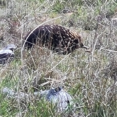 Tachyglossus aculeatus at Farrer, ACT - 16 Oct 2024 04:02 PM