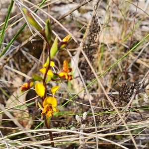 Diuris semilunulata at Farrer, ACT - 16 Oct 2024