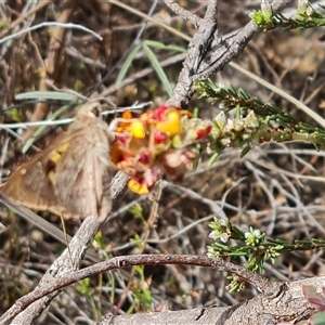 Trapezites phigalia at Isaacs, ACT - 16 Oct 2024 03:42 PM