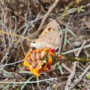 Trapezites phigalia at Isaacs, ACT - 16 Oct 2024 03:42 PM