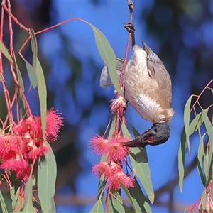 Philemon corniculatus at Copeton, NSW - 10 Oct 2024 07:24 AM