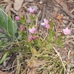 Centaurium erythraea (Common Centaury) at Kambah, ACT - 8 Oct 2024 by LineMarie