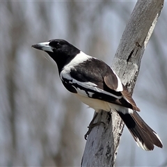 Cracticus nigrogularis (Pied Butcherbird) at Copeton, NSW - 10 Oct 2024 by MichaelWenke