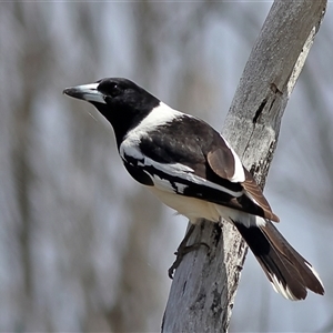 Cracticus nigrogularis (Pied Butcherbird) at Copeton, NSW by MichaelWenke