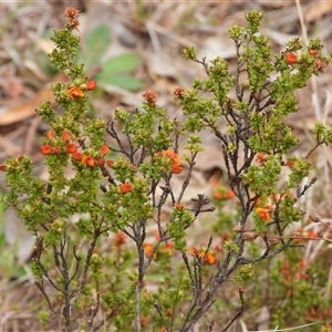 Pultenaea procumbens at Kambah, ACT - 15 Oct 2024