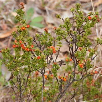 Pultenaea procumbens (Bush Pea) at Kambah, ACT - 14 Oct 2024 by LinePerrins