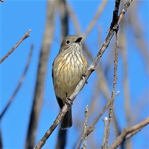 Pachycephala rufiventris at Copeton, NSW by MichaelWenke