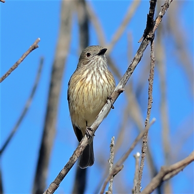 Pachycephala rufiventris at Copeton, NSW - 9 Oct 2024 by MichaelWenke