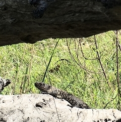 Egernia cunninghami (Cunningham's Skink) at Yarralumla, ACT - 15 Oct 2024 by jhotchin